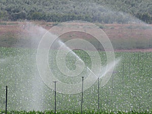 Beautiful lawn sprinkler watering the field to grow the fruit photo