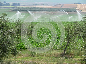 Beautiful lawn sprinkler watering the field to grow the fruit