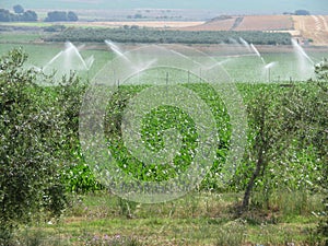 Beautiful lawn sprinkler watering the field to grow the fruit photo