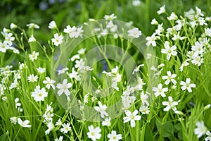 Beautiful lawn with white wild flowers in spring forest