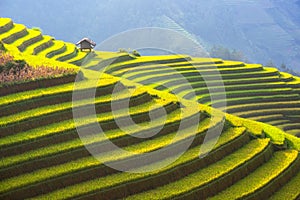 The Beautiful layer of Mountain and nature in rice terrace of Vietnam Landscape