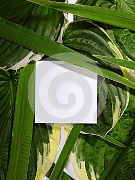 Beautiful Layout Made of Tropical Green Leaves and Empty White Paper Card For Copy Space. Minimal Natural Background