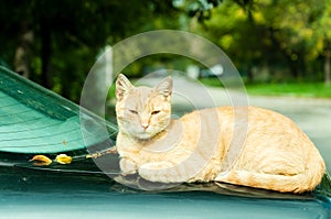 Beautiful lazy fat cat resting on the trunk of the car.