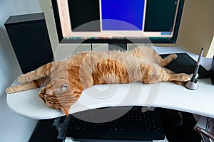 Beautiful lazy ginger cat well-fed and satisfied sleeps at home working place near keypad