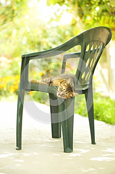 Beautiful and lazy mackerel tabby cat lying on a green plastic chair in the garden, enjoying the nice sunny weather