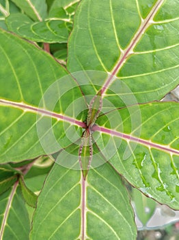 Beautiful leaf arrangement pattern, new leaves will grow that are very well structured.