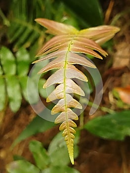 a beautiful leaf from the Atlantic forest