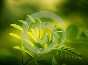 Beautiful leaf of black locust