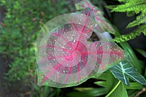 Beautiful leaf caladium florida cardinal grows fresh