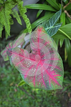 Beautiful leaf caladium florida cardinal grows fresh