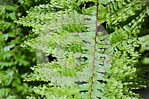 The beautiful leaf details of the fern Nephrolepis exaltata cv