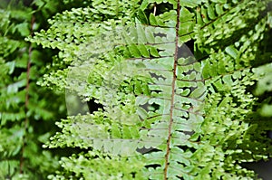 The beautiful leaf details of the fern Nephrolepis exaltata cv photo