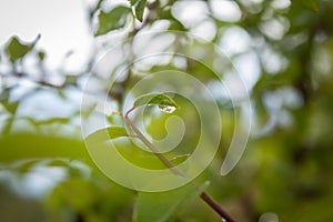Beautiful leaf with a drop of dew