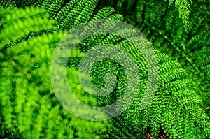 Beautiful leaf of Fern with water drops close-up