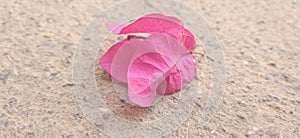 A beautiful leaf laying on ground