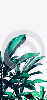 Beautiful leaf leaves texture pattern backgrounds ideas