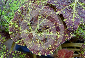 A beautiful leaf pattern and shape of Begonia Marmaduke