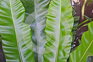 Beautiful leaf texture of bird`s nest fern