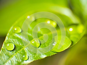 Beautiful leaf texture in nature. Natural background. Large beautiful drops of transparent rain water on a green leaf macro.