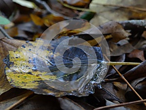 beautiful leaf of a tree with rainwater