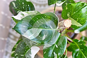 Beautiful leaf of tropical `Philodendron White Princess` houseplant with white variegation photo