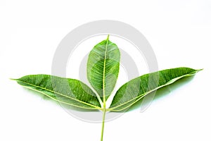 Beautiful leaf on white background