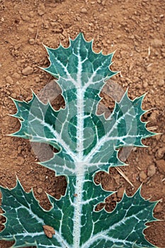 Beautiful leaf of Yellow Fruit Nightshade or Thai Eggplant