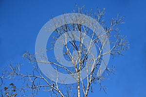 Beautiful, leafless poplar tree branches in winter