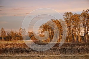 Beautiful, leafless trees, lit by the winter sunset, creating ornage glow in the branches