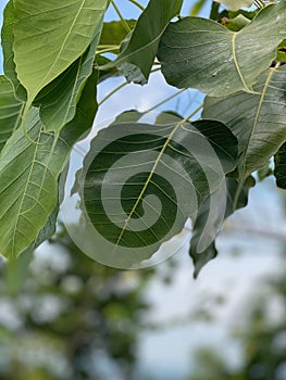 Beautiful leafs of bodhi tree