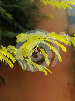 Beautiful leafs of plant