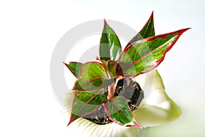 Beautiful leafs with red color on the edge