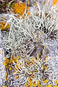 Beautiful leafy green foliose of yellow lichen on granite stone