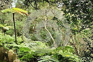 Leafy and green garden with big ferns in Sintra photo