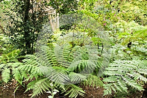 Leafy and green garden with big ferns in Sintra photo