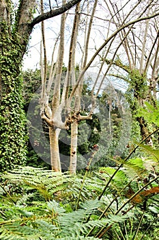 Leafy and green garden with big ferns in Sintra photo