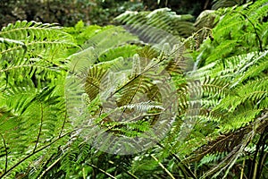 Leafy and green garden with big ferns in Sintra photo