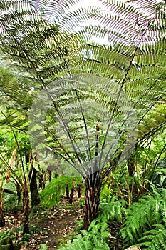 Leafy and green garden with big ferns in Sintra photo