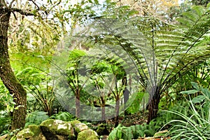 Leafy and green garden with big ferns in Sintra photo