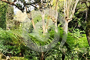 Leafy and green garden with big ferns in Sintra photo