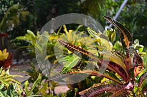 Beautiful natural red leaves in the morning