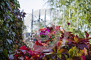 Beautiful leaves in autumn