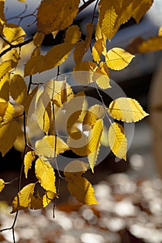 Beautiful leaves in autumn sunny day in foreground and blurry background. No people, close up, copy space. Autumn scene, yellow