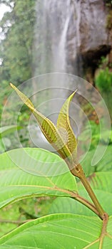 beautiful leaves and cool nature