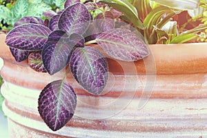 Beautiful Leaves of Episcia, Flame Violets in Planting Terracotta Pot