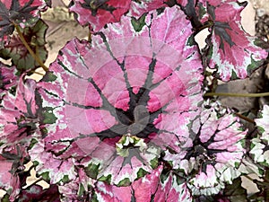 Exotic plant Royal begonia Latin - Begonia rex photo