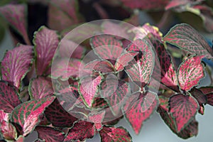 Beautiful leaves on fittonia with red veins