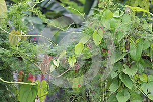 Beautiful leaves of Greater Yam, also known as, dioscorea alata, purple yam, and ube, is decorated with ornamental plants