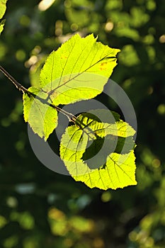 Beautiful leaves of a hazlenut tree