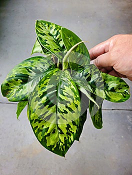 Beautiful leaves pattern of Homalomena Wallisii 'Camouflage'